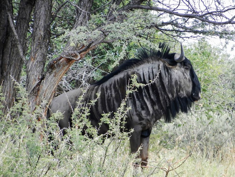 Phil In Africa